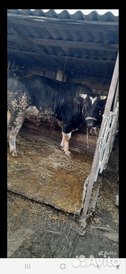 Кс на Забой Корова Лошадь