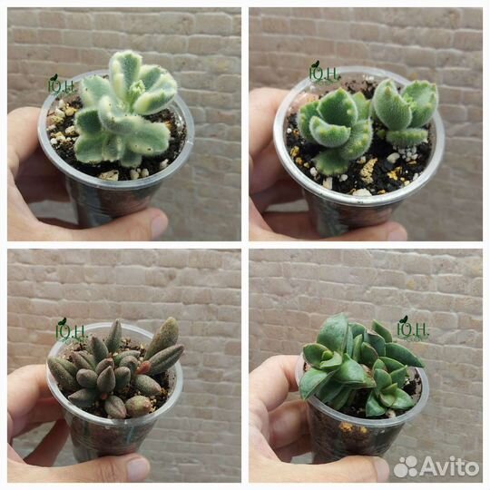 Суккуленты