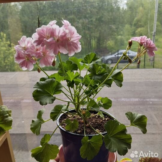 Пеларгония Saga