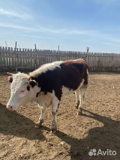 Тёлочка и быки на племя