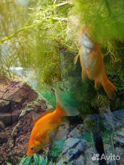 Золотая рыбка