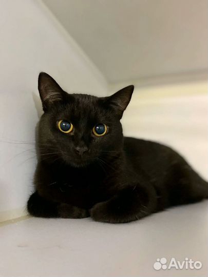 Кошки бесплатно