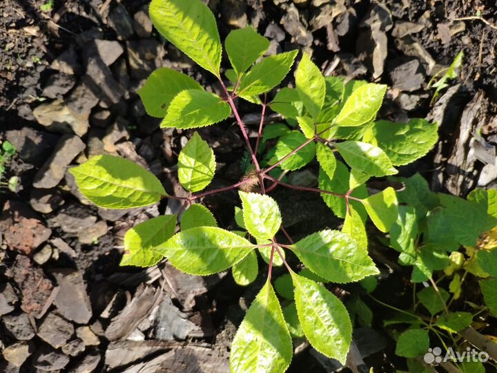 Саженцы Элеутерококк ака Сибирский Женьшень