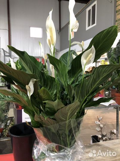 Спатифиллум Свит Себастьян