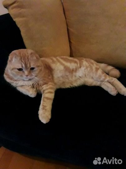 Вязка с котиком шотландской породы(вислоухий)