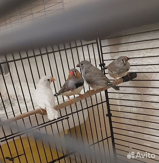 Зебровые амадины