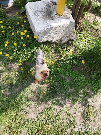 Беби фейс мини йоркширские терьеры для Вязки