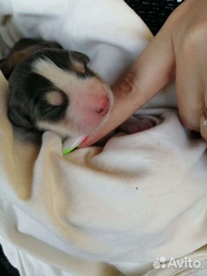 Щенки хаски