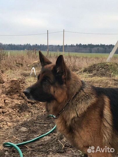 Выгульщик собак