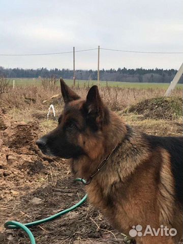 Выгульщик собак