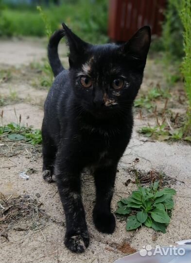 Спасите котенка девочка ищет дом в добрые руки