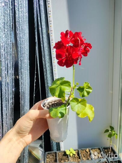 Пеларгония герань