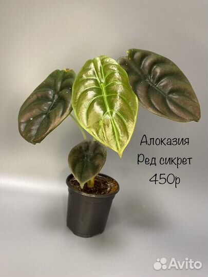 Алоказия ред сикрет