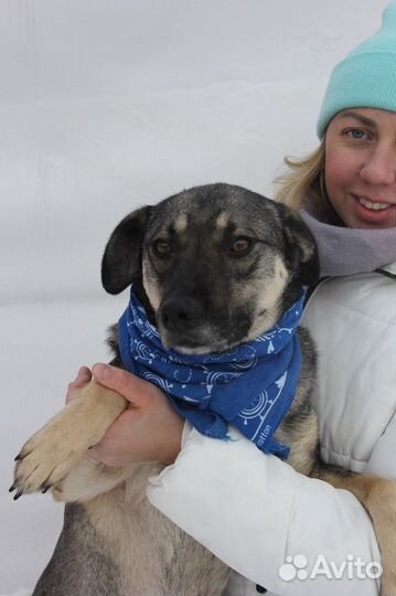 Невзрачный пёс заслуживает стать домашним