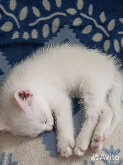 Отдам котёнка в добрые руки