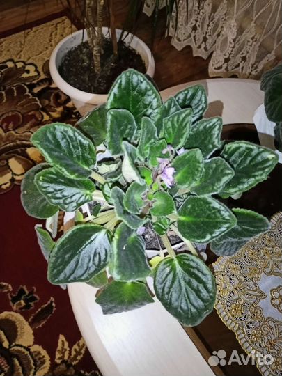 Фиалка в горшках