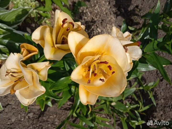 Лилии луковицы