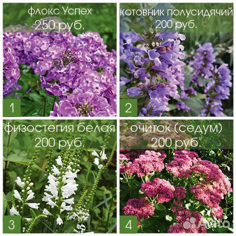 Цветы флокс, котовник, физостегия, очиток