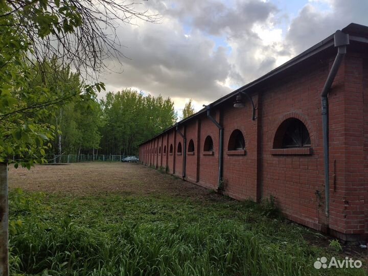 Постой лошадей в Крылатском