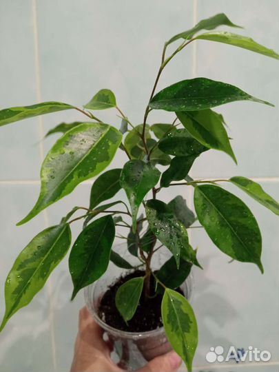 Бенджамина Реджинальд