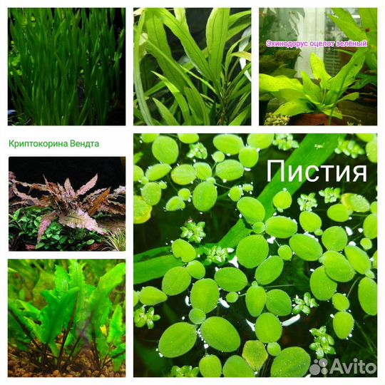 Рыбки/ Креветки/Аквариумные растения