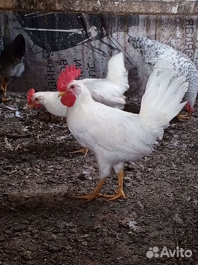 Петушки Легорн