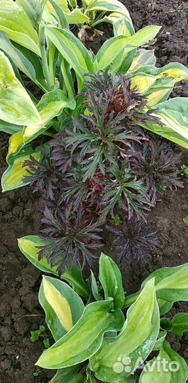 Герань садовая красно - листная