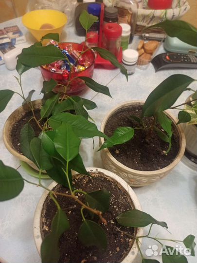 Фикусы сортовые