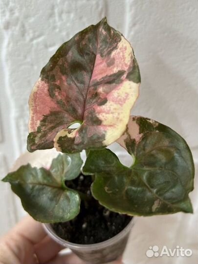 Сингониум клубничный лед galaxy