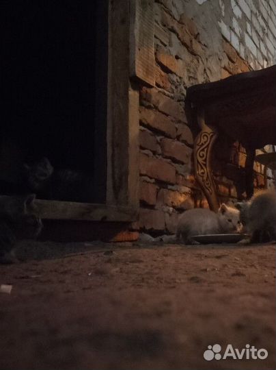 Котята в добрые руки бесплатно