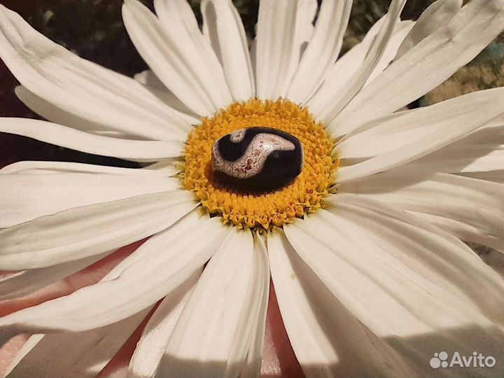 Бусина Дзи Руи