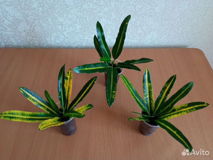 Кротон Санни стар