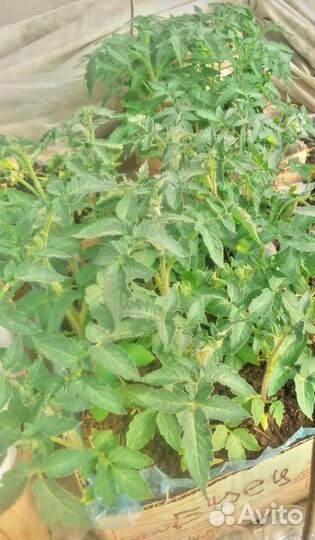 Рассада овощей, ягод и цветов