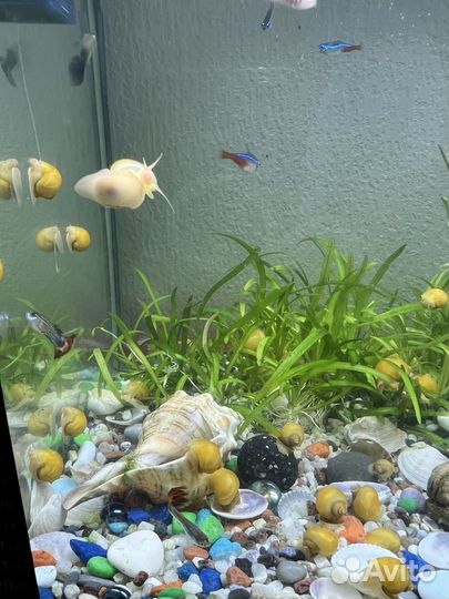 Улитки ампулярии