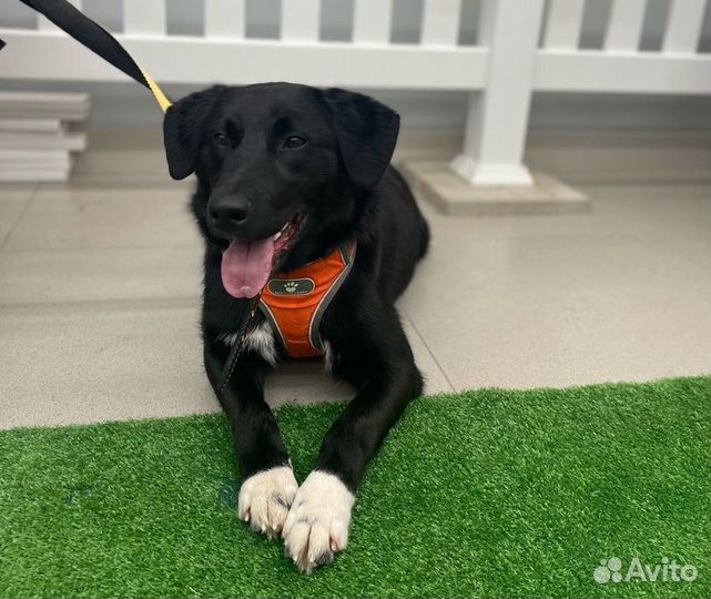 Игривый и счастливый пёс-подросток