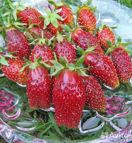 Рассада земклубники купчиха. сентябрь предзаказ