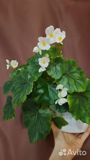 Бегонии, подробности тексте в объявлении