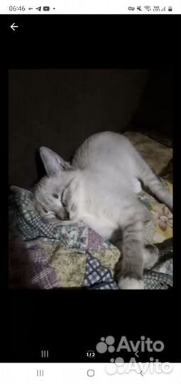 Котенок девочка 3 мес