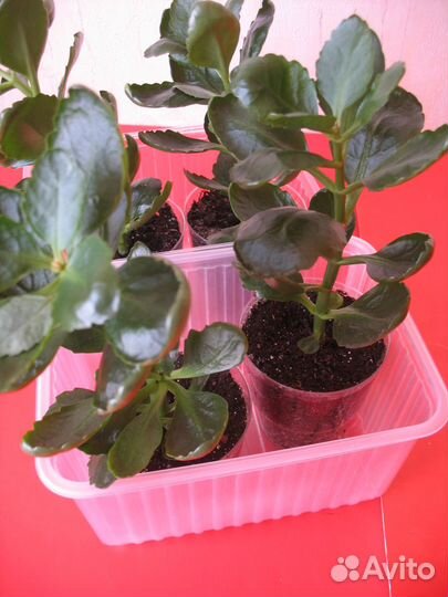 Каланхоэ укорененные оранжевый