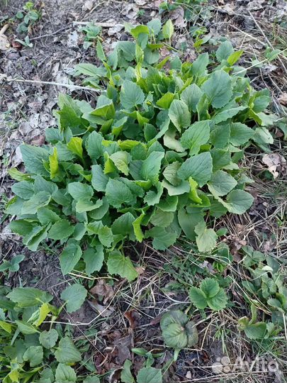 Дороникум, Маргаритки, Люпины, Ирисы