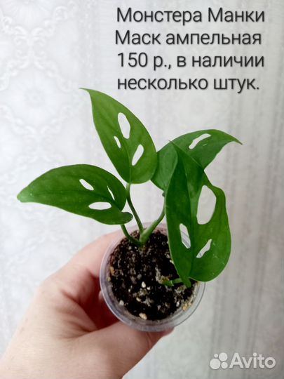 Монстера,филодендрон, калатея