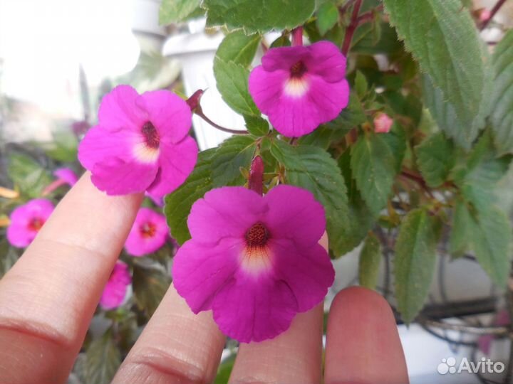 Ризомы ахименесов