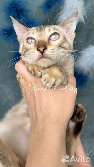 Снежный бенгальский кот окраса линкс