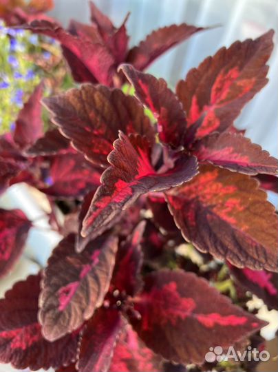 Цветы колеус и др