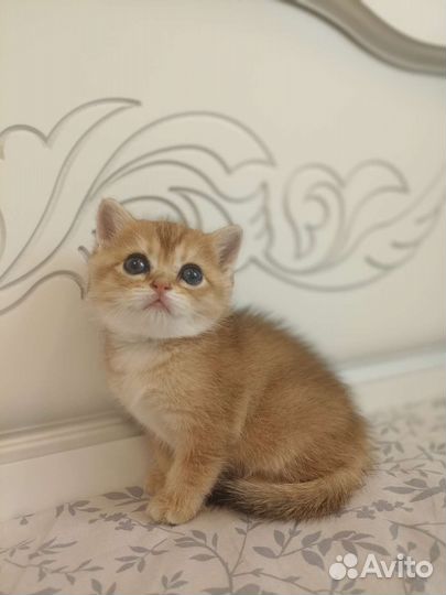 Кошечка золотая шиншилла