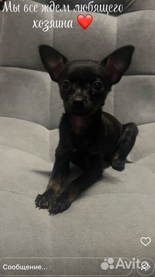 Щенки тойтерьер Мини