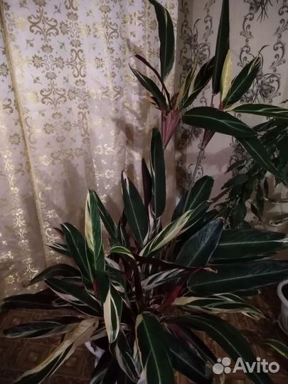 Продам отростки цветов