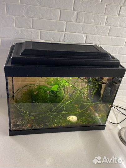 Аквариум с рыбками