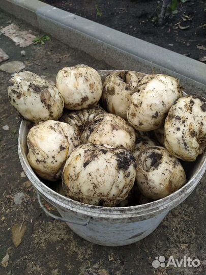 Цветы и саженцы