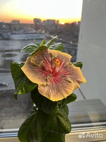 Гибискус сортовой Persian Rug